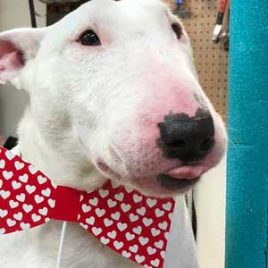 dog with valentines day bow tie