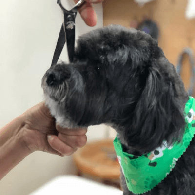 A pup using puppy grooming services in Downers Grove, IL