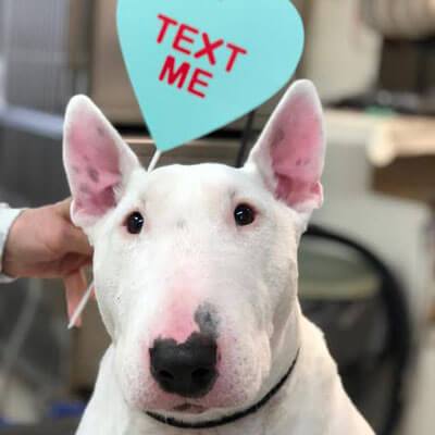 Bull Terrier after dog grooming in Woodridge, IL