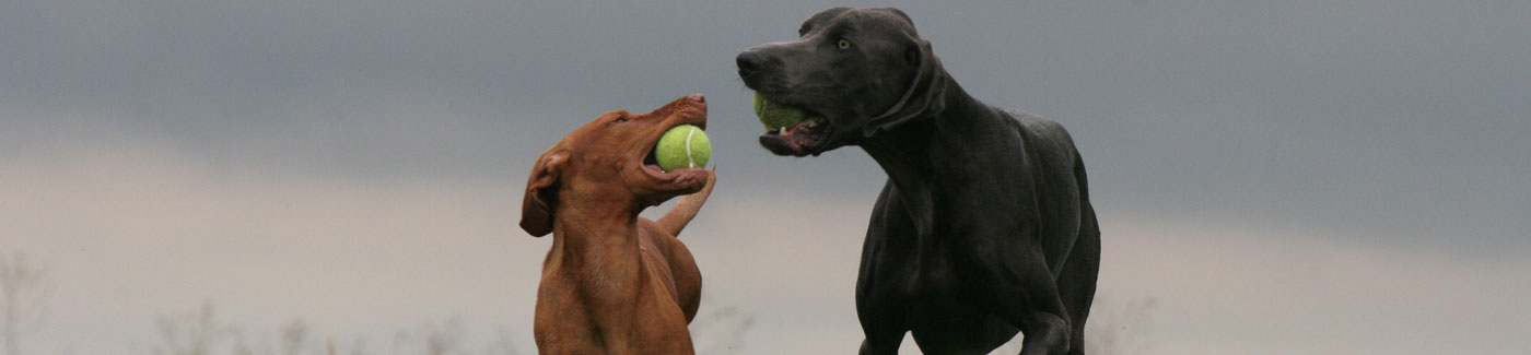 Dogs Playing with Tennis Ball