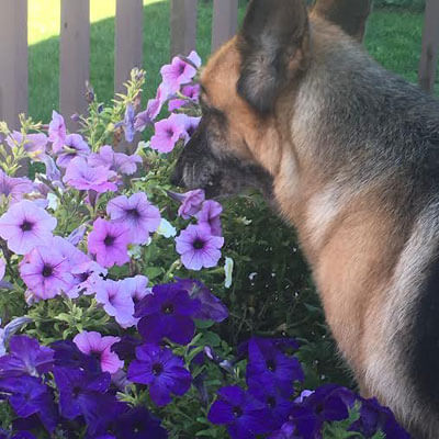 Playtime Dog Sniffing Flowers