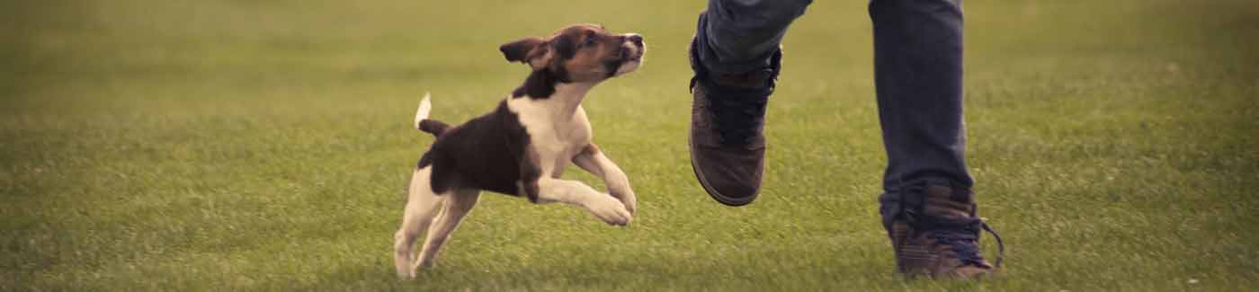 Puppy Chasing Owner