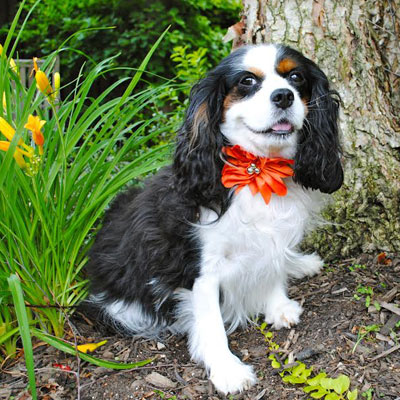 Small Spaniel in Garden